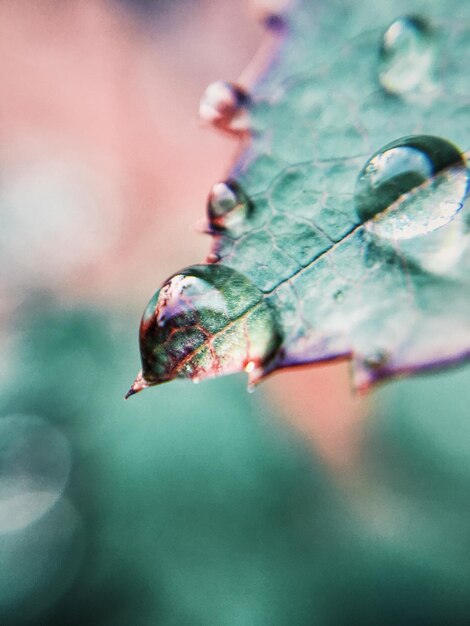 Foto close-up van waterdruppels op groen blad