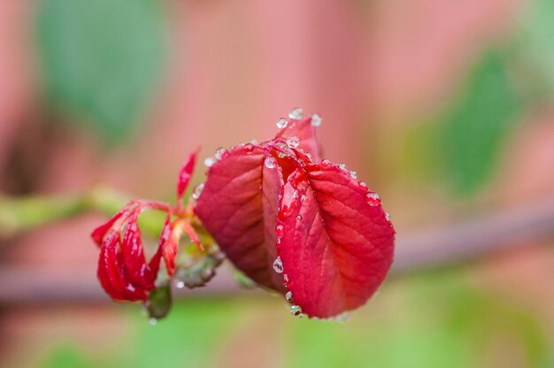 Foto close-up van waterdruppels op herfstbladeren