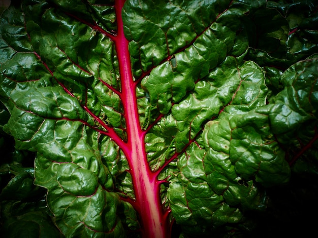Close-up van waterdruppels op plant