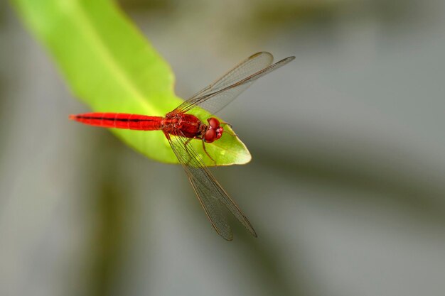 Close-up van waterjuffers op blad