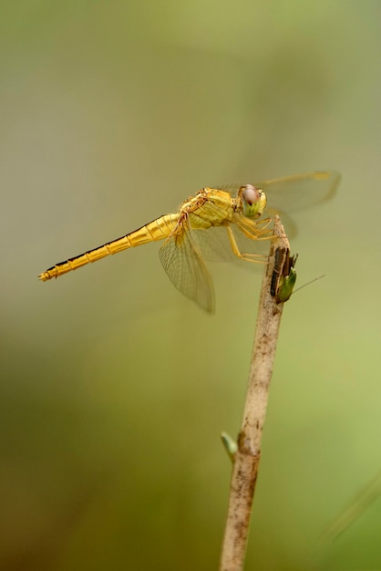 Close-up van waterjuffers op blad