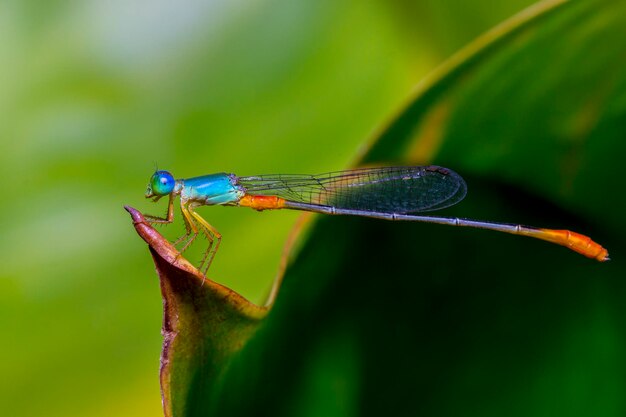 Close-up van waterjuffers op blad