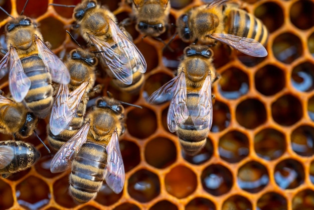 Close-up van werkende bijen op honingraten. imkerij en honingproductiebeeld