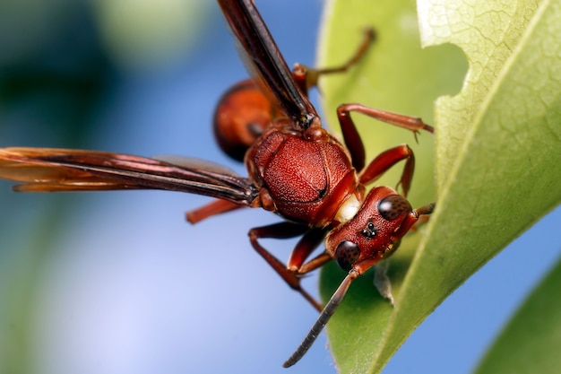 Close-up van wesp op de tak