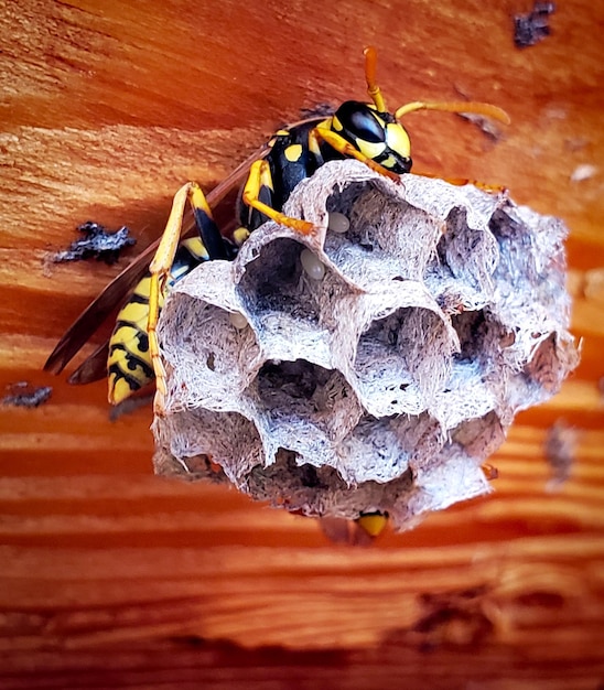 Foto close-up van wespen in een nest op hout