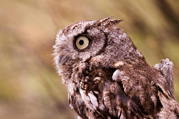 Close up van westerse krijsende uil in gevangenschap.