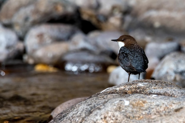 Close up van whitethroated dipper of cinclus cinclus