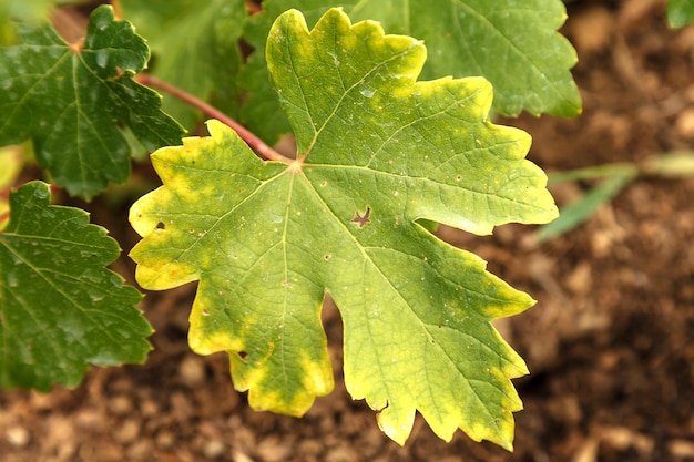 Foto close-up van wijnstokblad met chloroseziekte bladchlorose