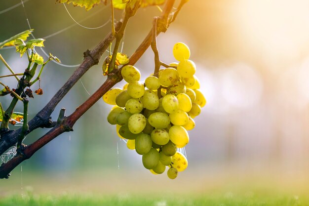 Close-up van wijnstoktak met groene bladeren en geïsoleerde gouden gele rijpe druivencluster die door heldere zon op de vage kleurrijke ruimteachtergrond van het bokehexemplaar wordt aangestoken. Landbouw, tuinieren en wijn maken.