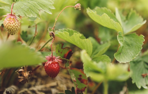 Close-up van wilde aardbeien in de natuur