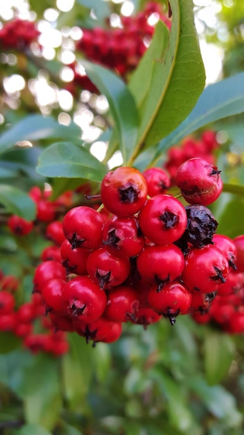 Foto close-up van wilde bessen