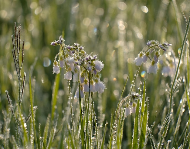 Foto close-up van wilde bloemen