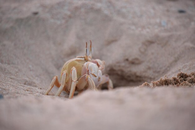 Close up van wilde krab verstopt in zandgat op zee strand