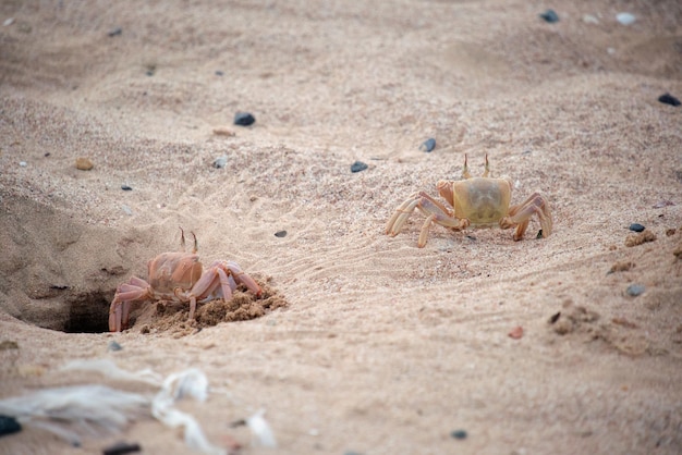 Close up van wilde krab verstopt in zandgat op zee strand