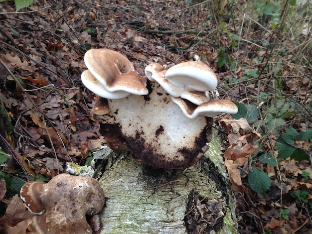 Close-up van wilde paddenstoelen die in het bos groeien