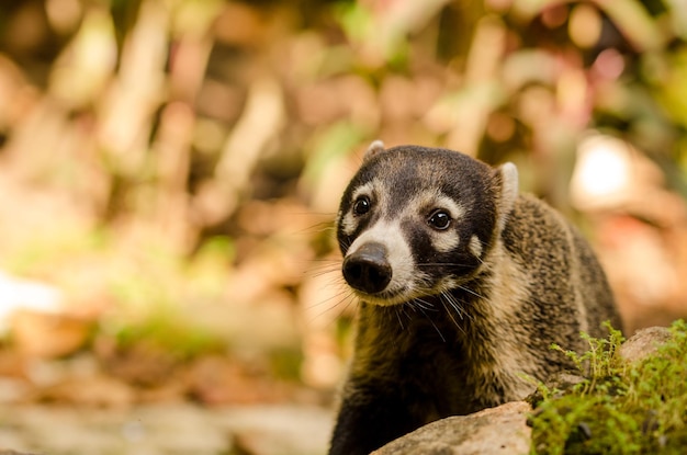 Close-up van witneuzige coati die wegkijkt
