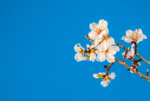 Close-up van witte amandelbloemen op gekleurde achtergrond