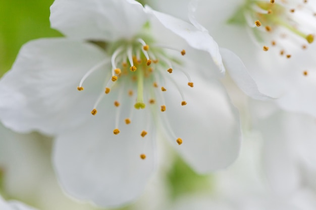 Close-up van witte appelbloesems