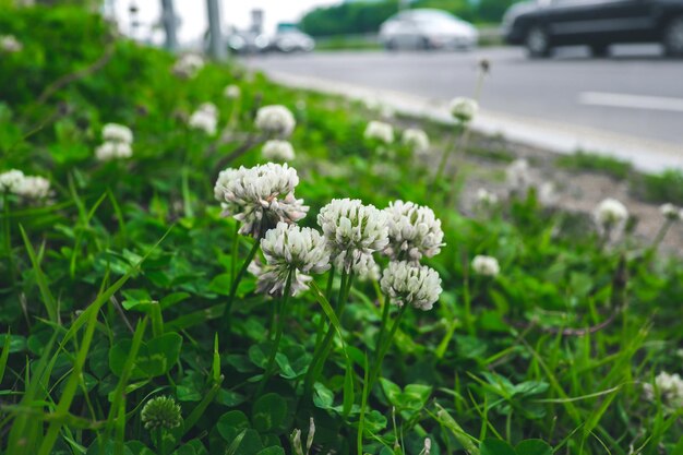 Foto close-up van witte bloeiende planten die op het veld groeien