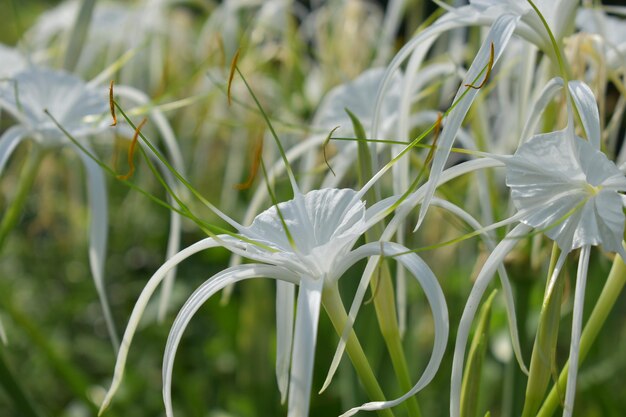 Foto close-up van witte bloeiende planten op het veld