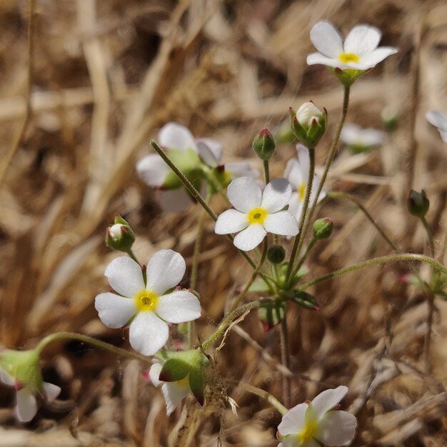 Foto close-up van witte bloeiende planten op het veld