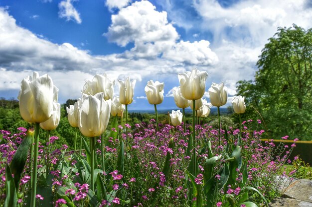 Foto close-up van witte bloeiende planten op het veld