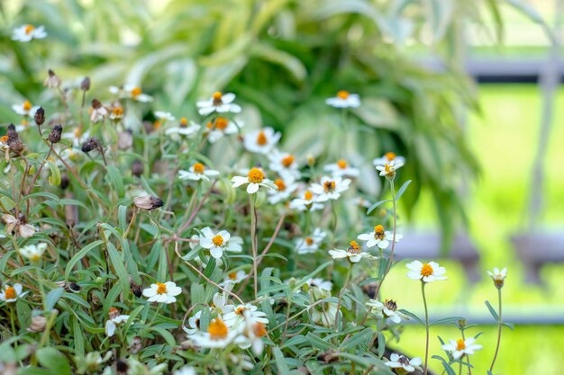 Foto close-up van witte bloeiende planten op het veld