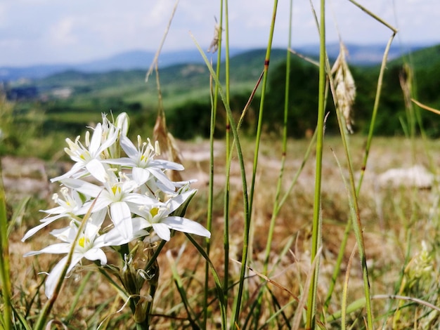 Foto close-up van witte bloeiende planten op het veld