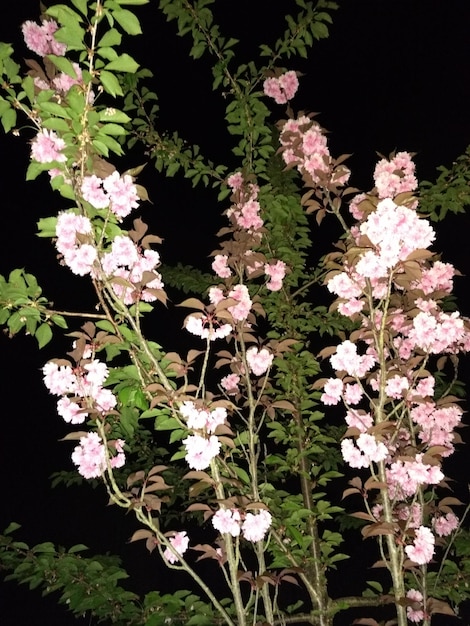 Foto close-up van witte bloeiende planten op het veld