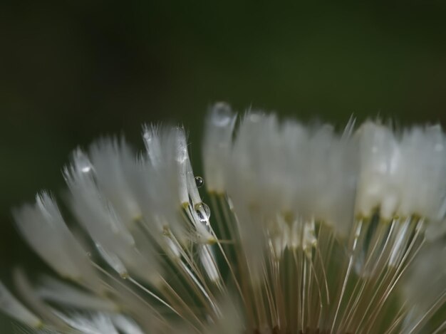 Foto close-up van witte bloeiende planten op het veld