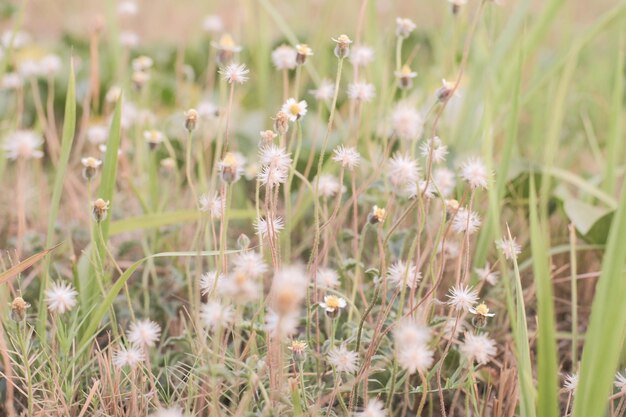 Foto close-up van witte bloeiende planten op het veld