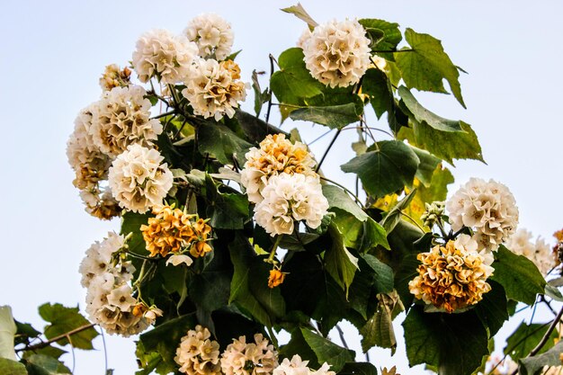 Foto close-up van witte bloeiende planten tegen de lucht