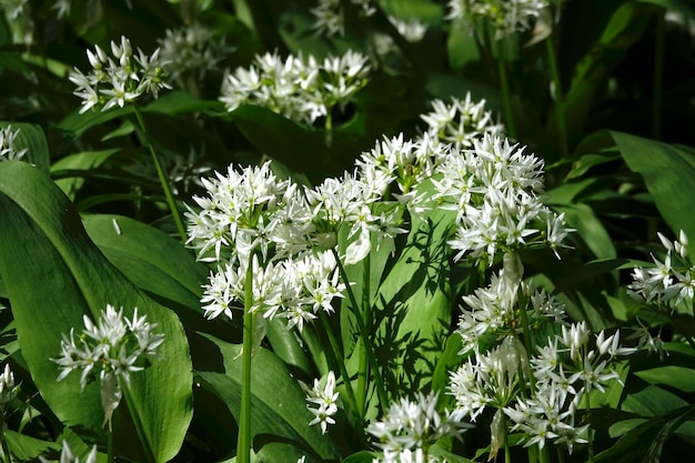 Foto close-up van witte bloeiende planten