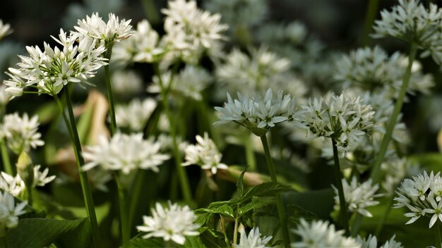 Foto close-up van witte bloeiende planten