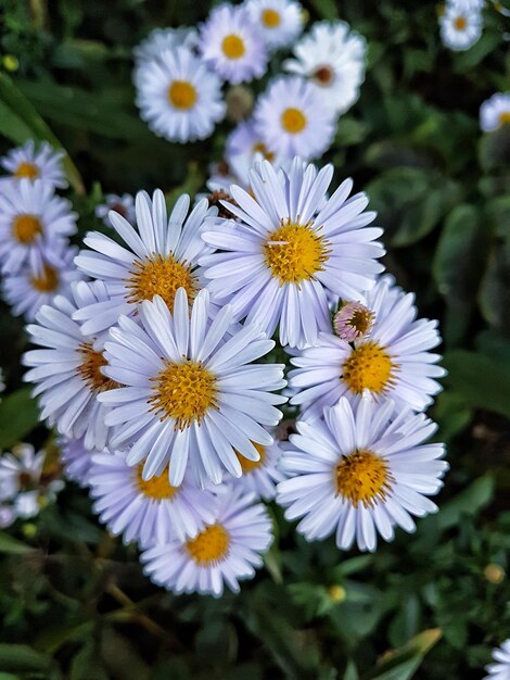 Foto close-up van witte bloeiende planten