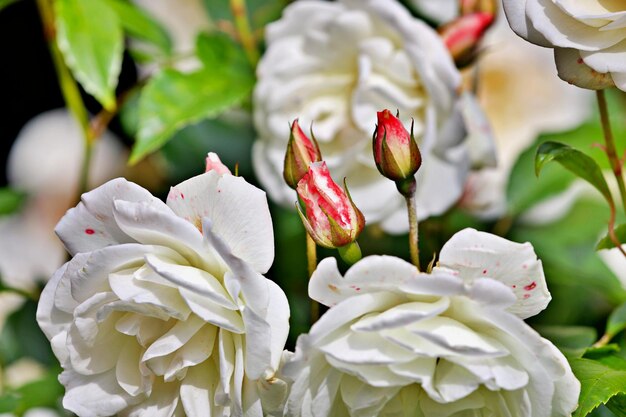 Foto close-up van witte bloeiende planten