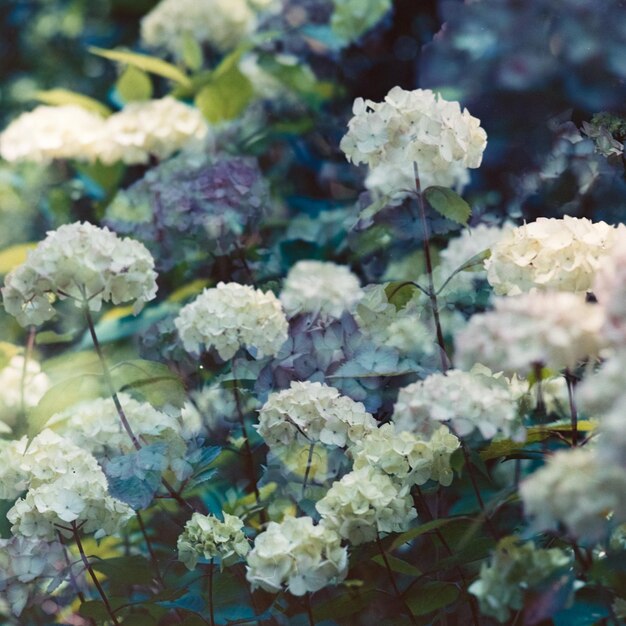 Foto close-up van witte bloeiende planten