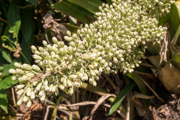 Foto close-up van witte bloeiende planten