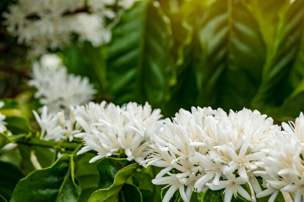 Close-up van witte bloeiende planten
