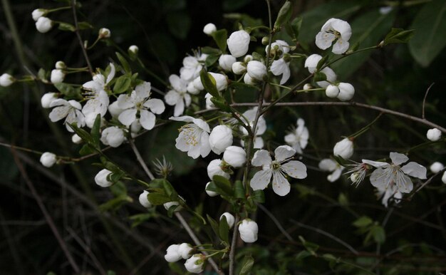 Foto close-up van witte bloeiende planten