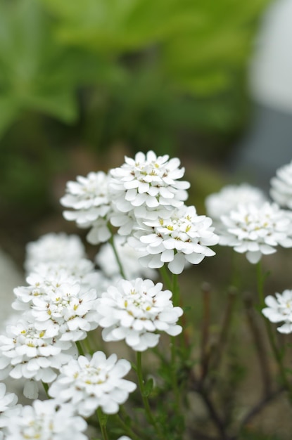 Foto close-up van witte bloeiende planten