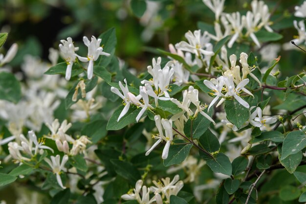 Foto close-up van witte bloeiende planten