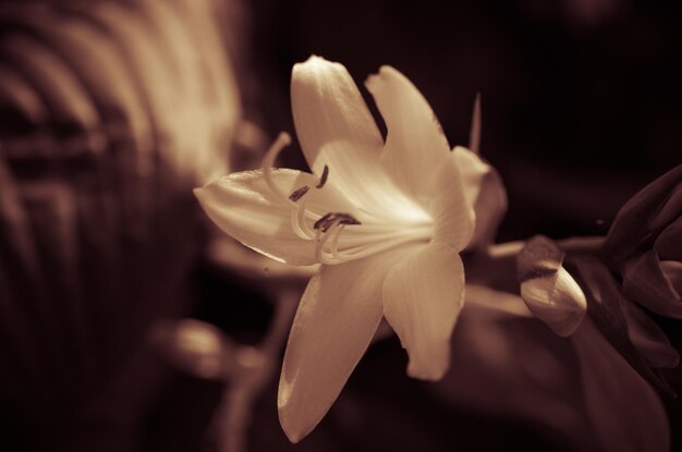 Close-up van witte bloeiende planten