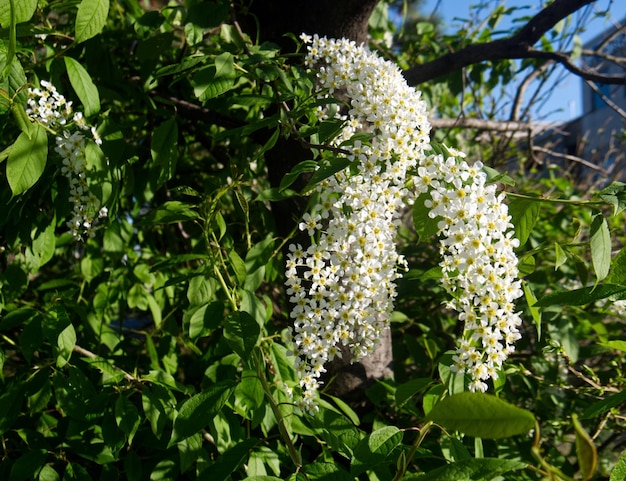 Foto close-up van witte bloeiende planten