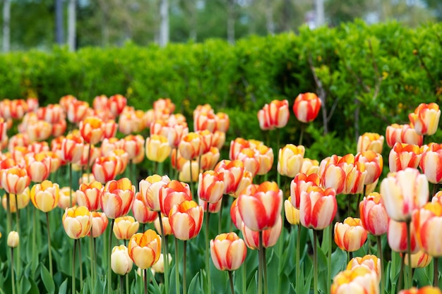 Close-up van witte bloeiende tulpen onscherpe achtergrond