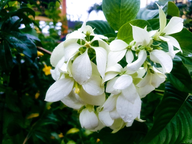 Close up van witte bloem in de tuin achtergrond prachtige natuur toning lente natuur ontwerp