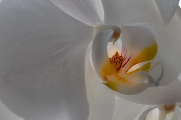 Close-up van witte bloem