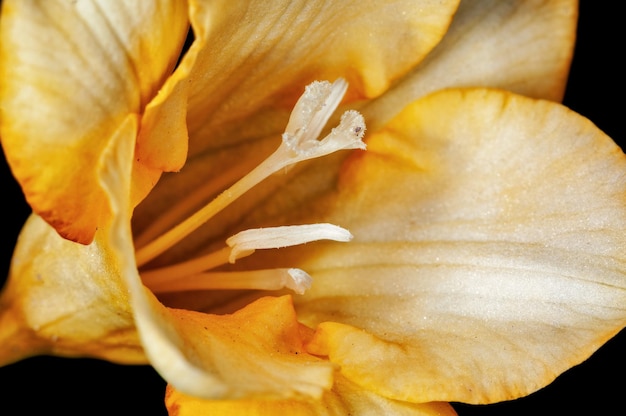 Close-up van witte bloem