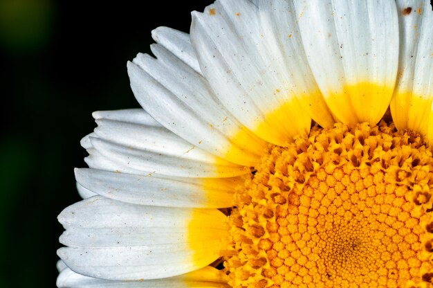 Close-up van witte bloem