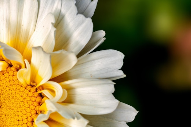 Close-up van witte bloemblaadjes